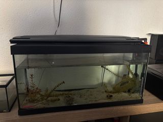 Gran pecera con accesorios