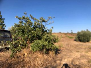 Se vende casa de campo en Bollullos