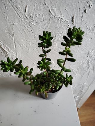 Sedum robrutictium Planta Suculenta