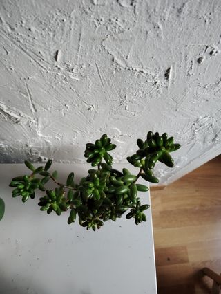 Sedum robrutictium Planta Suculenta