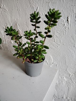 Sedum robrutictium Planta Suculenta