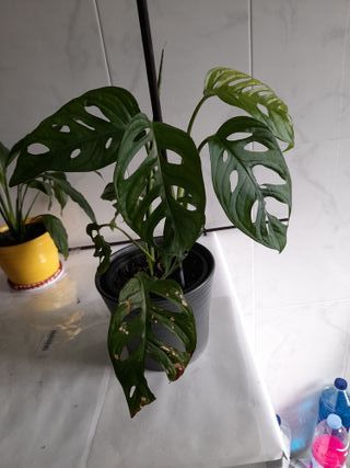 Planta de queso Suizo. Monstera Adansonii.