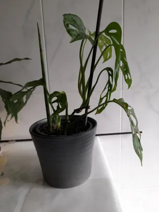 Planta de queso Suizo. Monstera Adansonii.