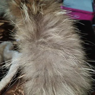 Chaqueta plumas bronce y negra, puesta 2 veces 40/