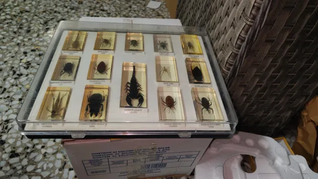 Collezione di insetti in resina
