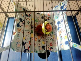 Hamaca para mascotas con estampado Disney