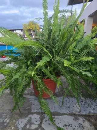 Macetata de helechos