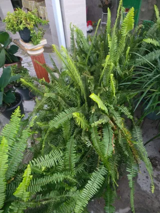 Macetata de helechos