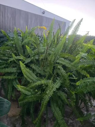 Macetata de helechos