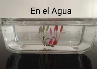 Pesca en Cotos Intensivos