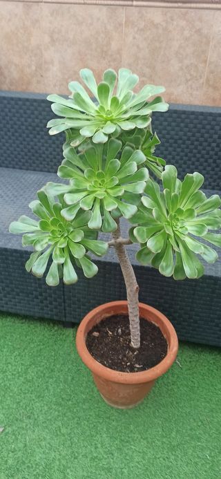 Aeonium arboreum