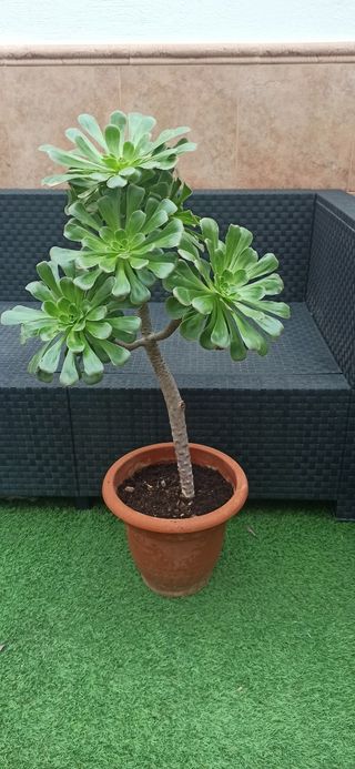 Aeonium arboreum