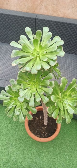Aeonium arboreum