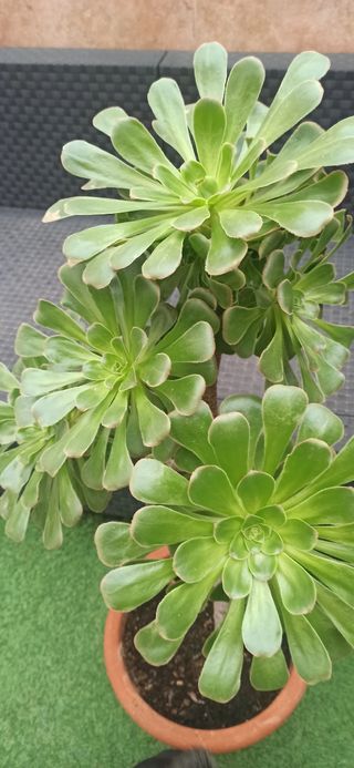 Aeonium arboreum