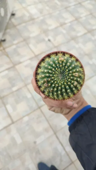 NOTOCACTUS SUCCINEUS M7