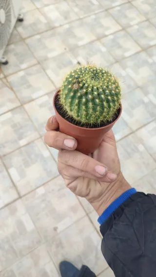 NOTOCACTUS SUCCINEUS M7