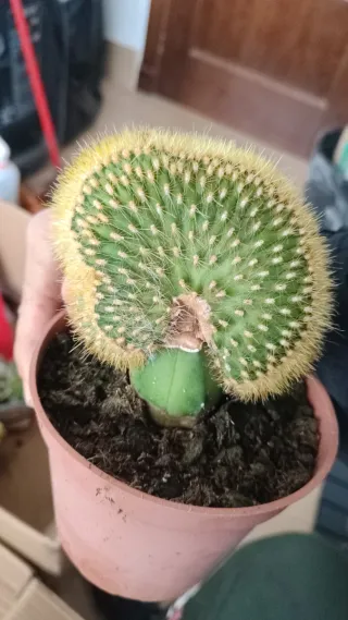 CRESTA DE CEREBRO INJERTO