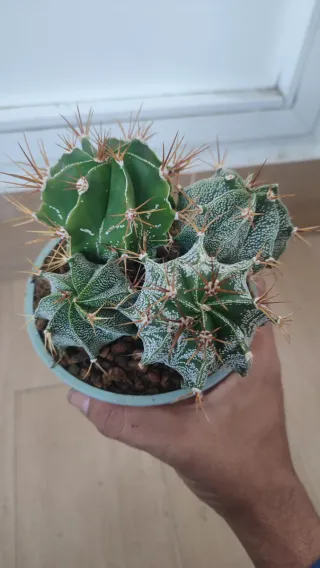 Astros Cactus
