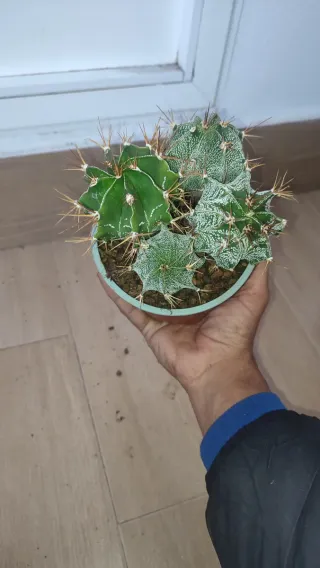 Astros Cactus