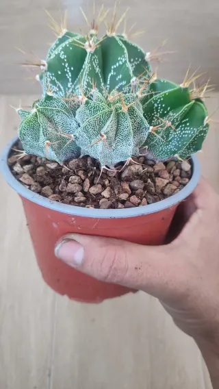 Astros Cactus