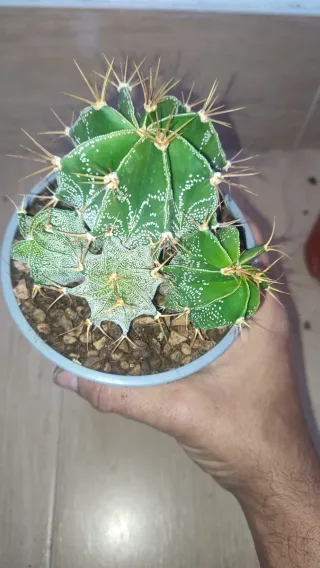Astros Cactus