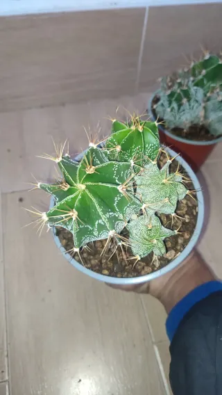 Astros Cactus