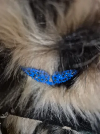 Bolso/Mochila Zadig & Voltaire Multicolor