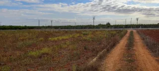OPORTUNIDAD EN ALGINET! Terreno de caquis con agua
