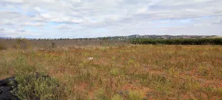 OPORTUNIDAD EN ALGINET! Terreno de caquis con agua