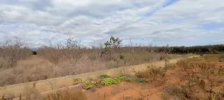 OPORTUNIDAD EN ALGINET! Terreno de caquis con agua