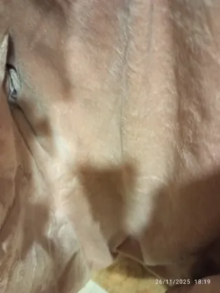 Chaqueta Picken rosa talla XL