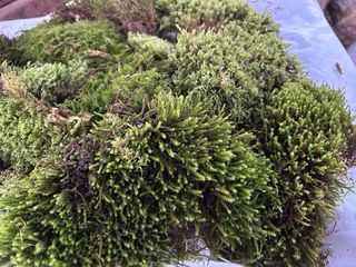 Muschio per presepe 1 metro x 1 metro di montagna