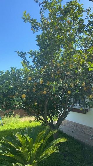 Chalet en alquiler en Las Lagunas - Campano en Chiclana de la Frontera