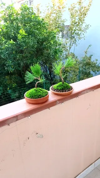 Bonsai Pino Nero Giapponese