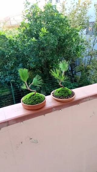 Bonsai Pino Nero Giapponese