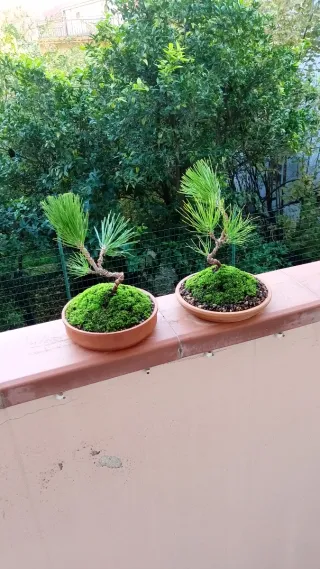 Bonsai Pino Nero Giapponese