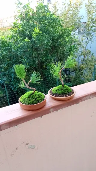 Bonsai Pino Nero Giapponese