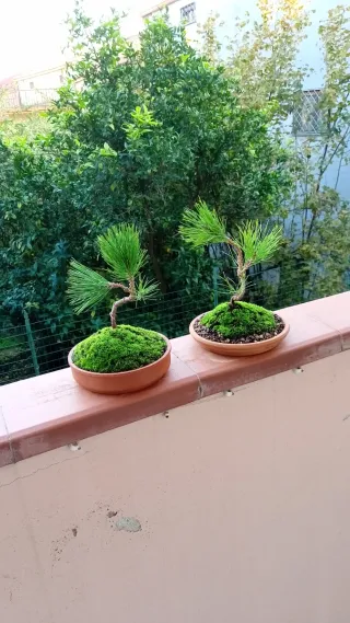 Bonsai Pino Nero Giapponese