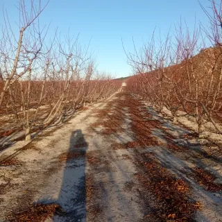 Podas e ingerta el bolo
