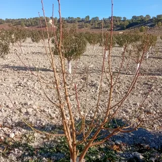 Podas e ingerta el bolo