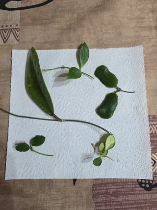 Pack de esquejes de hoya para D*Flores