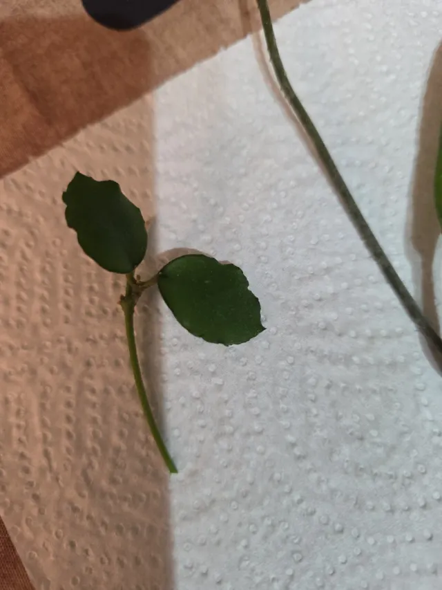 Pack de esquejes de hoya para D*Flores