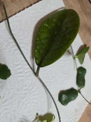 Pack de esquejes de hoya para D*Flores