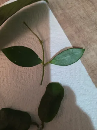 Pack de esquejes de hoya para D*Flores