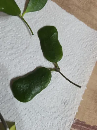 Pack de esquejes de hoya para D*Flores