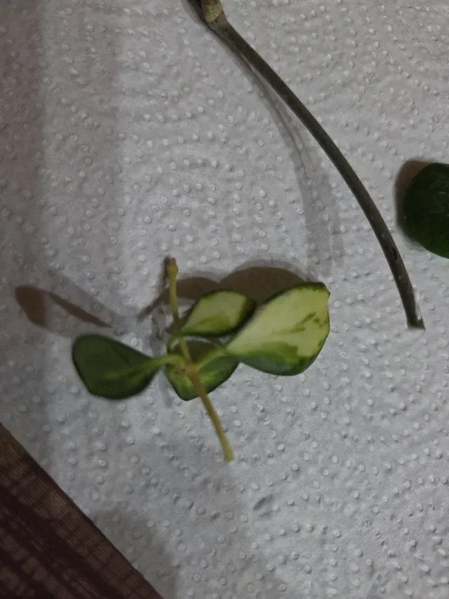 Pack de esquejes de hoya para D*Flores