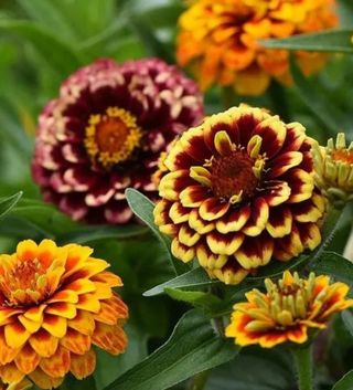 Zinnia Persian Carpet Speciale & Solare