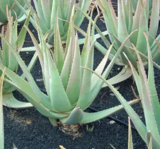 3 Plantas de Aloe Vera