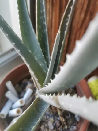 3 Plantas de Aloe Vera