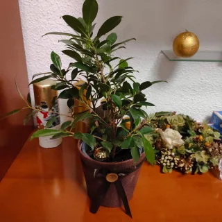 Planta Ficus Benjamina